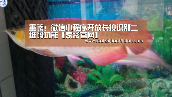 家彩官网